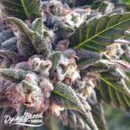 Dying Breed Seeds Long Valley Legend CBD