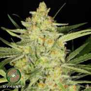Dynasty Genetics Seeds Divina Obscura (Charlottes Web x Ms.Universe)