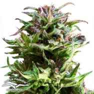 Dutch Passion Seeds Forest Dream