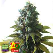 Delta9 Labs x Grand Daddy Genetics Seeds GDP x Southen Lights