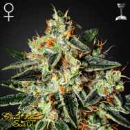 Green House Seeds GH Cheese