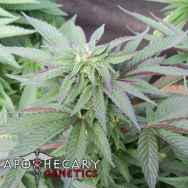 Apothecary Genetics Seeds Ghost OG