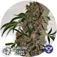 The Bulldog Seeds Girl Scout Cookies XTRM