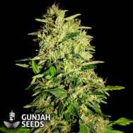GunJah Seeds Great White