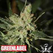 Green Label Seeds Automatic Amnesia