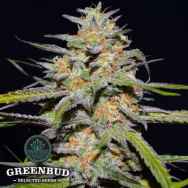 Greenbud Seeds Spitfire