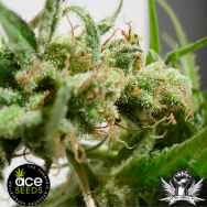 ACE Seeds Guawi