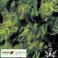 High Quality Seeds Durban Poison Amazing Special