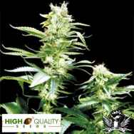 High Quality Seeds Early Girl