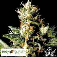 High Quality Seeds Northern Pride