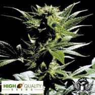 High Quality Seeds Outsider