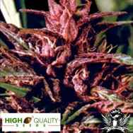 High Quality Seeds Purple Tops