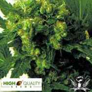 High Quality Seeds Skunk 3 x A2