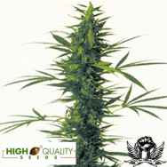 High Quality Seeds South India x Skunk