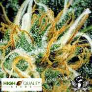 High Quality  Seeds White Pearl