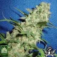 Homegrown Fantaseeds Genie of the Lamp
