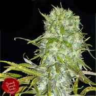 French Touch Seeds Irie