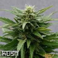 Kush Cannabis Seeds Sour Kush CBD