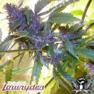 Lowryder Seeds Purple Jems