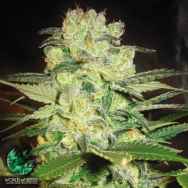 World of Seeds Medical Collection Afghan Kush x White Widow