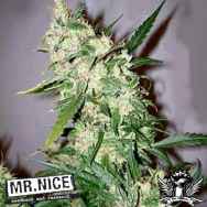 Mr Nice Seeds ASH (Afghan Haze x Afghan Skunk)