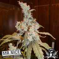 Mr Nice Seeds Afghan Haze