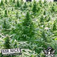 Mr Nice Seeds Dreamtime