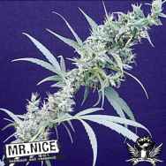 Mr Nice Seeds Nevilles Haze x Mango
