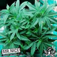 Mr Nice Seeds Ortega