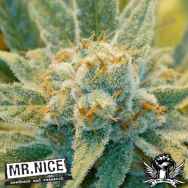 Mr Nice Seeds Super Silver Haze