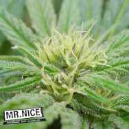 Mr Nice Seeds NHS (NL5/Haze x Skunk)