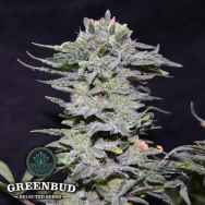 Greenbud Seeds NL 10 Early Version
