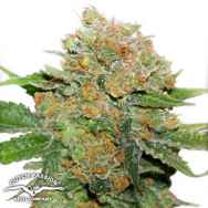 Dutch Passion Seeds Night Queen