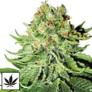 White Label Seeds Northern Lights Automatic