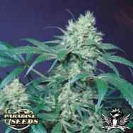 Paradise Seeds Amsterdam Flame