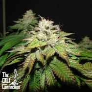 Cali Connection Seeds Pre-98 Bubba BX2