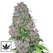 White Label Seeds Purple Bud