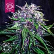Tropical Seeds Red Afro