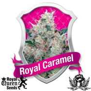 Royal Queen Seeds Royal Caramel
