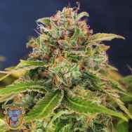Sweet Seeds S.A.D. Sweet Afgani Delicious Fast Version