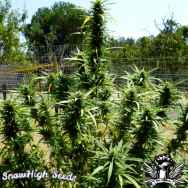 SnowHigh Seeds Chocolate Thai x Big Sur Holy Weed x Acapulco Gold x C99 (Holy Diver)