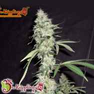 Dr. Krippling Seeds Sonic Bloom AUTO