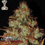 Apothecary Genetics Seeds Sour Diesel