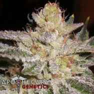Apothecary Genetics Seeds Sour-G