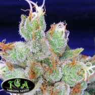 TGA Subcool Seeds SPACE JILL / Space Queen