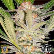 Sweet Seeds S.A.D. Sweet Afgani Delicious S1