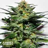 Garden of Green Seeds Sweetberry Cough AUTO