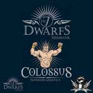 The 7 Dwarfs Seeds Colossus Autoflowering
