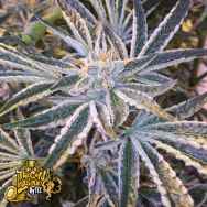 The Gold Line by Cali Connection Seeds Fruit Tree