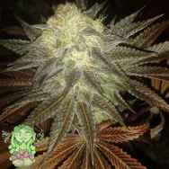 Trichome Jungle Seeds Cherry Spice